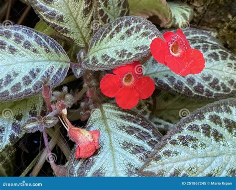 fireviolet|Flame Violet (Episcia cupreata): All You Need To。